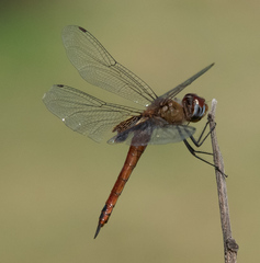 Tramea abdominalis