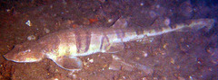 Tiger Catshark photo 4