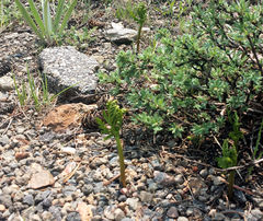 Botrychium lanceolatum