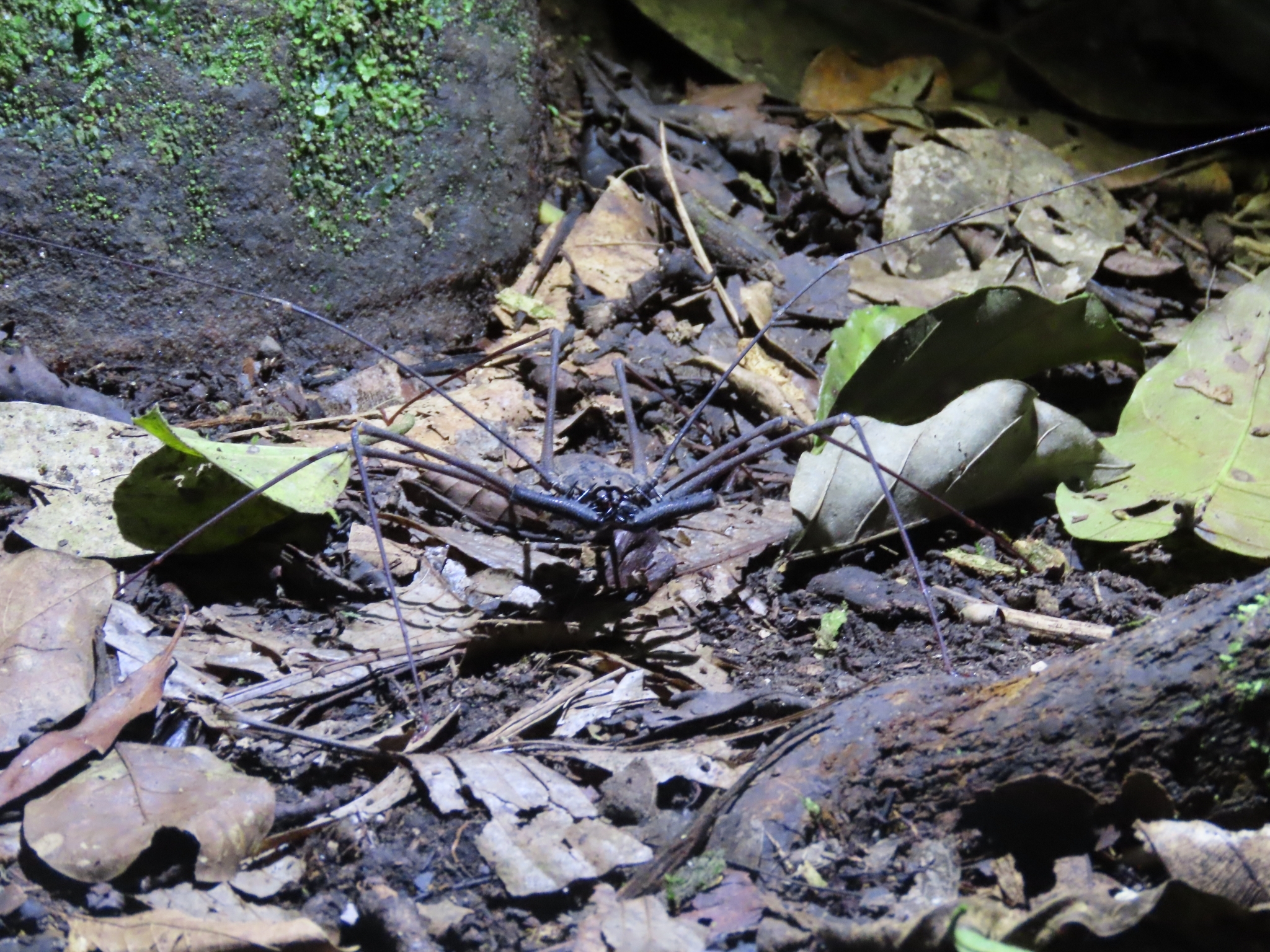 Heterophrynus batesii (Butler, 1873)