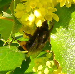 Bombus lapidarius