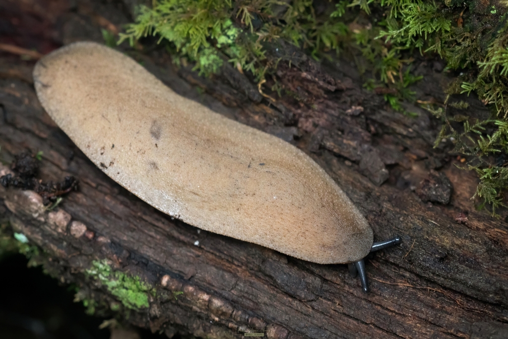 Phyllocaulis gayi
