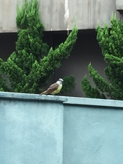 Pitangus sulphuratus