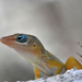 Bearded Anole - Photo (c) Marc AuMarc, some rights reserved (CC BY-NC-ND)