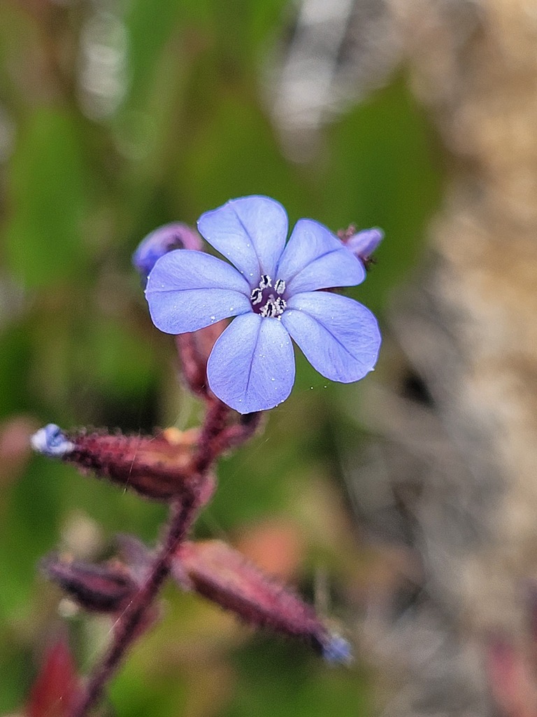 Chilean plumbago