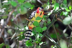 Trachyphonus erythrocephalus