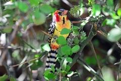 Trachyphonus erythrocephalus