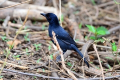 Laniarius funebris