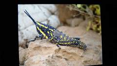 Poekilocerus arabicus