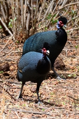 Crested Guineafowl photo 5