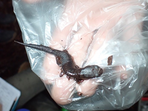 El Cusuco salamander, Bolitoglossa diaphora