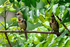 Trachyphonus darnaudii usambiro