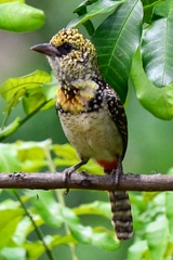 Trachyphonus darnaudii usambiro