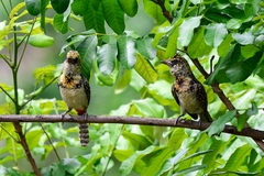 Trachyphonus darnaudii usambiro