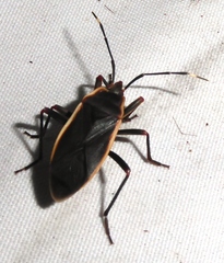 Iphita limbata