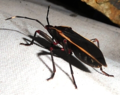 Iphita limbata