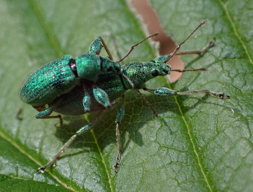 šupináčik stromový (Phyllobius arborator)