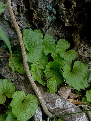 Image of Nervilia concolor by (c) jimmy, some rights reserved (CC BY)