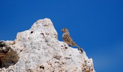 Spizella breweri breweri