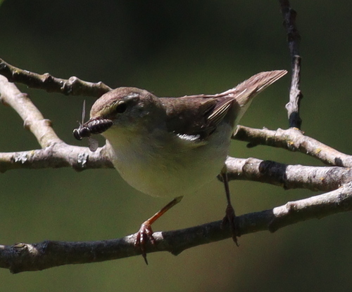 Brezov zviždak (Phylloscopus trochilus)