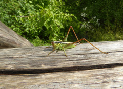 Pachytrachis striolatus