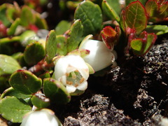 Gaultheria nubicola