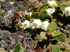 Gaultheria nubicola