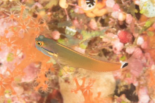 Tailspot blenny (Ecsenius stigmatura) — Blenniidae — 2
