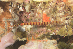 Dunckerocampus dactyliophorus