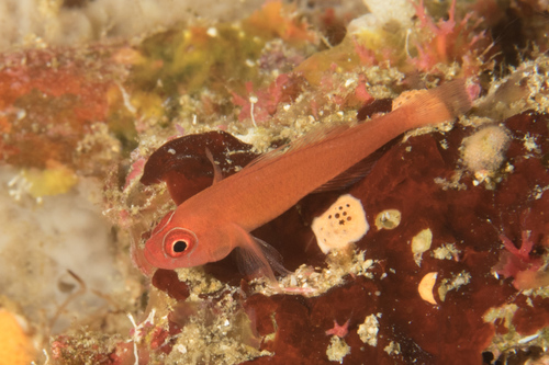 Benjamin's pygmygoby (Trimma benjamini) — Gobiidae — 2