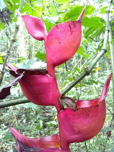 Image of Heliconia bourgaeana by (c) Oscar Marín, some rights reserved (CC BY-SA)