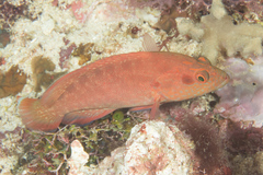 Cephalopholis spiloparaea