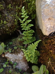 Cystopteris tasmanica