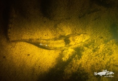 Gobiomorphus gobioides