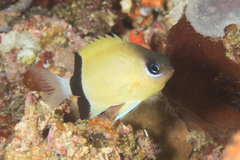 Pycnochromis retrofasciatus