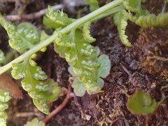 Cystopteris tasmanica