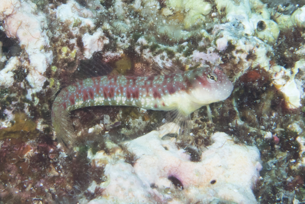 Pygmy Blenny