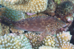 Cirrhitichthys oxycephalus