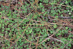 Coprosma neglecta