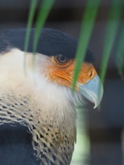 Caracara