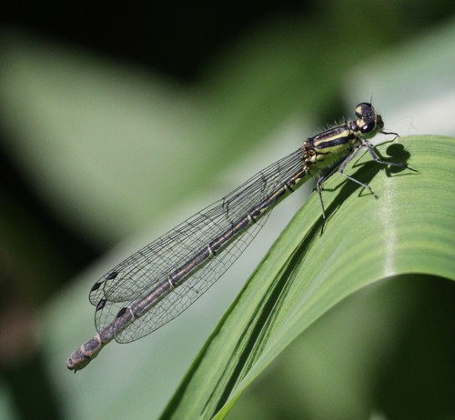 Šidielko obyčajné (Coenagrion puella)