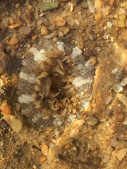 Aulactinia verrucosa