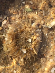 Aulactinia verrucosa