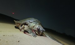 Lepidochelys olivacea