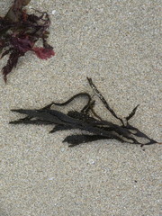Dictyota kunthii