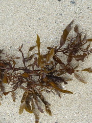 Carpophyllum flexuosum