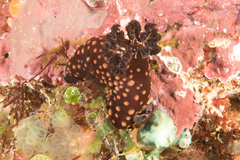 Nembrotha