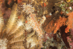 Ornate Ghost Pipefish