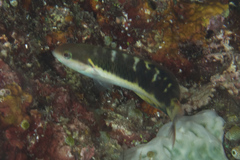 Thalassoma