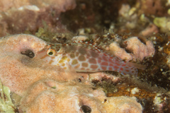 Cirrhitichthys falco